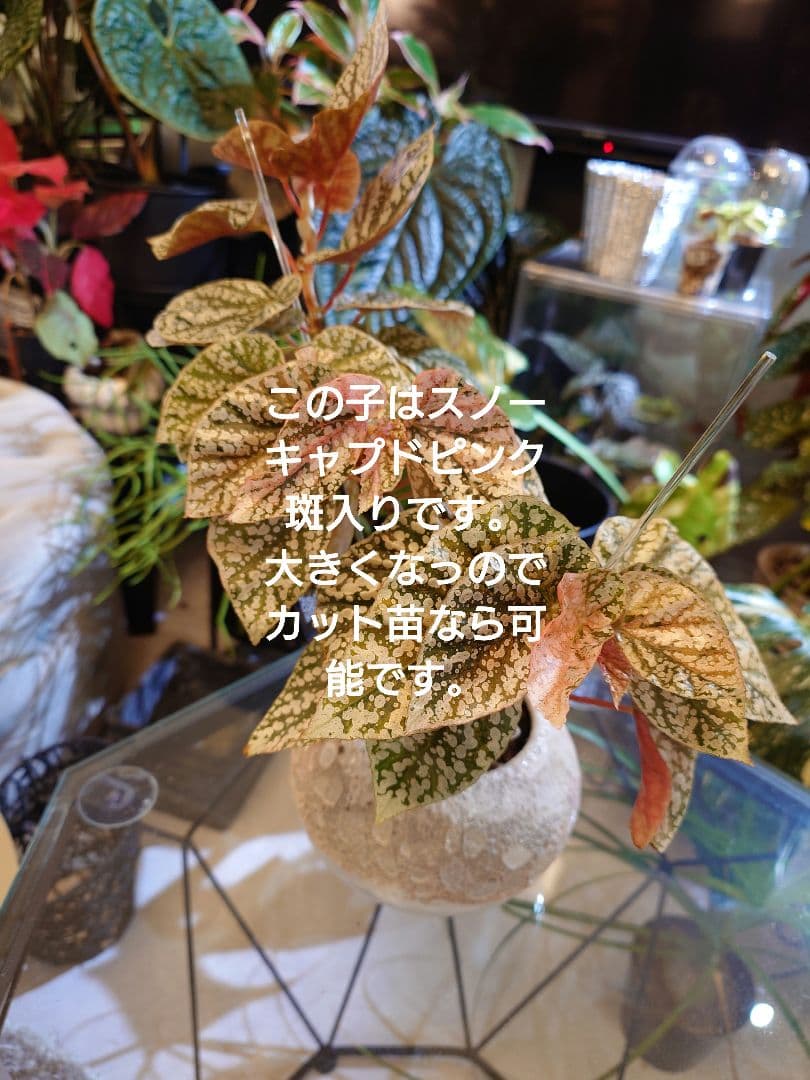 らいとママ様　ご確認用