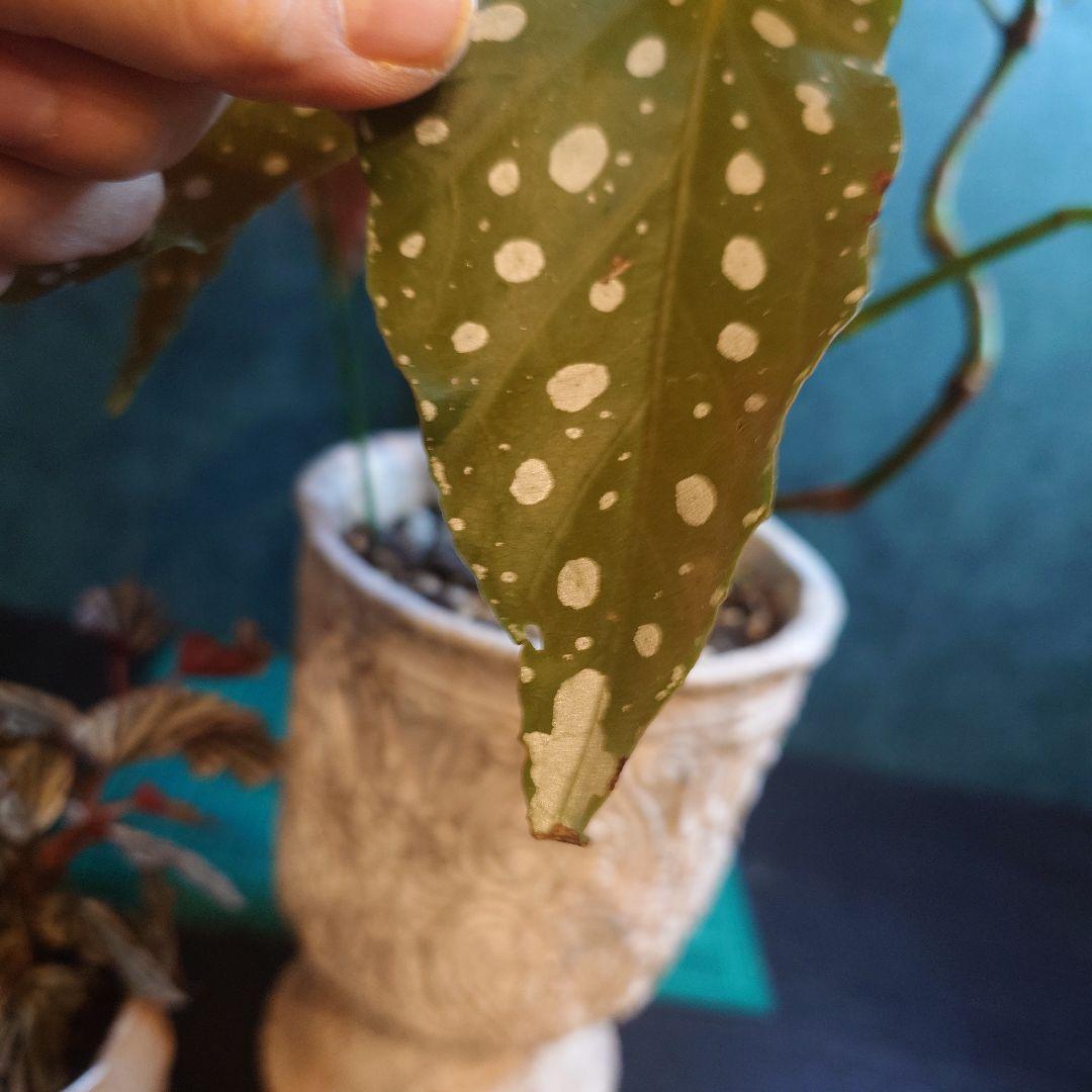 らいとママ様　ご確認用