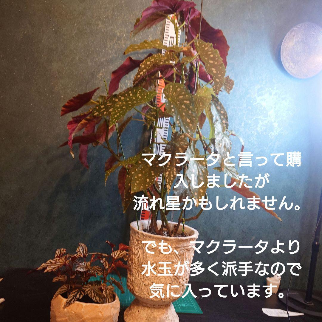 らいとママ様　ご確認用