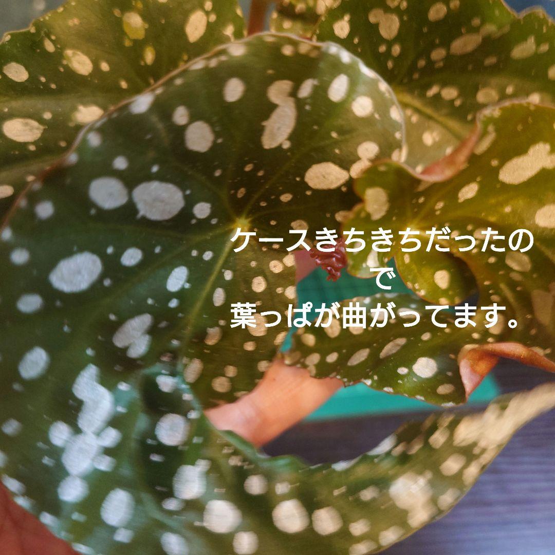 らいとママ様　ご確認用