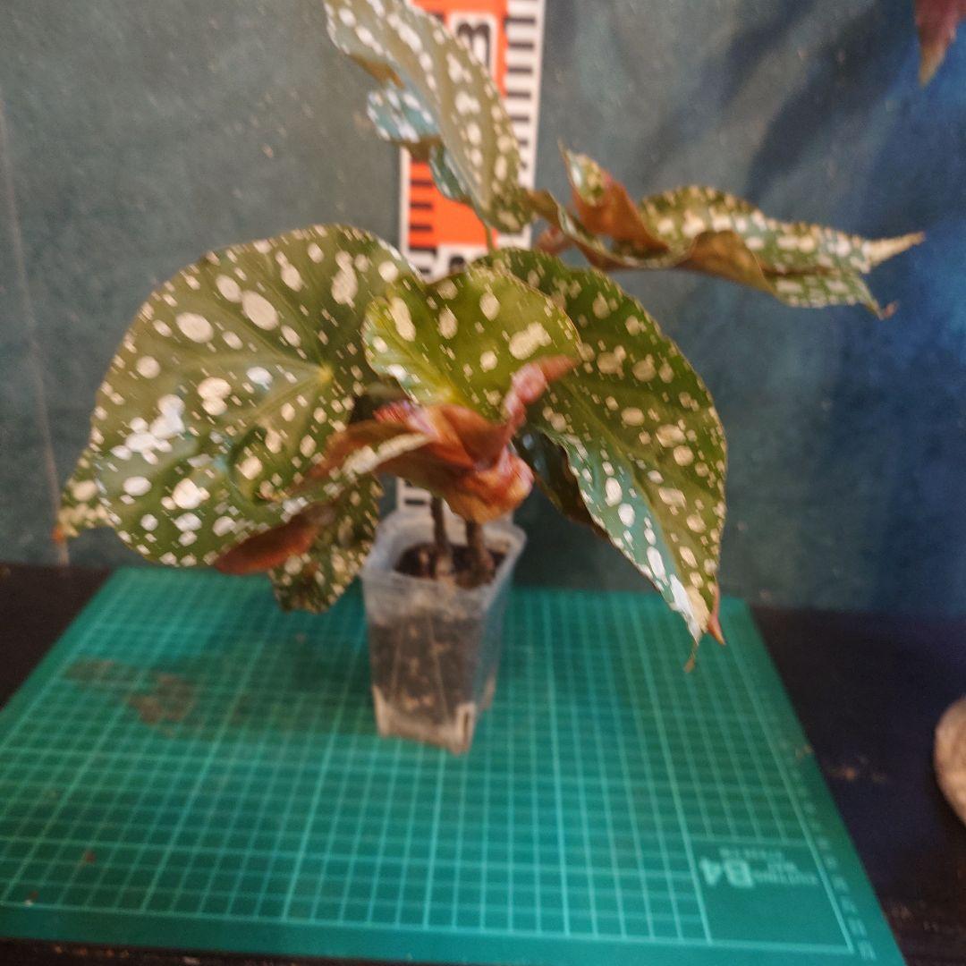 らいとママ様　ご確認用