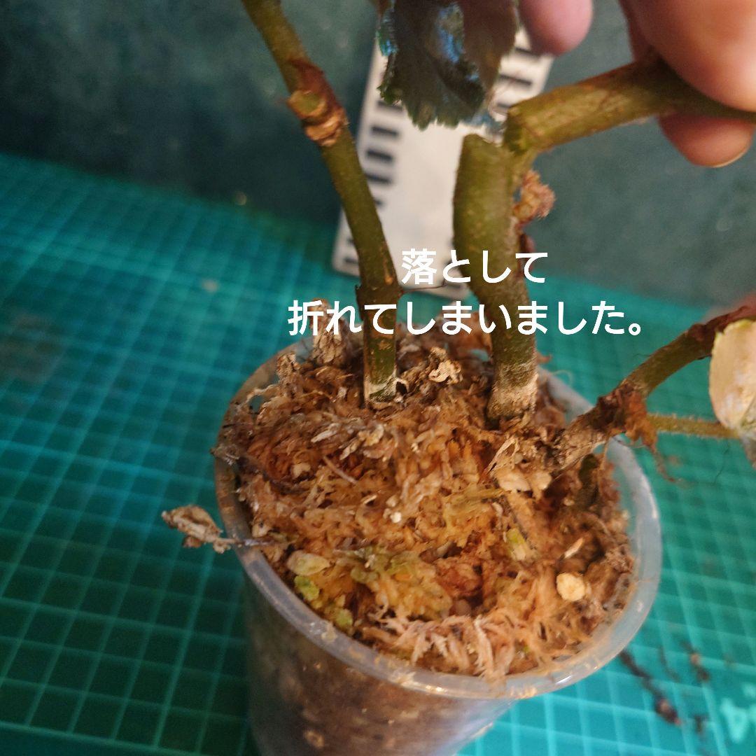 らいとママ様　ご確認用