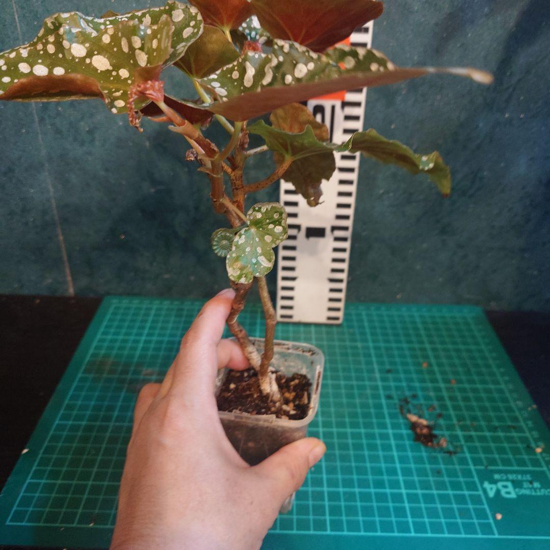 らいとママ様　ご確認用