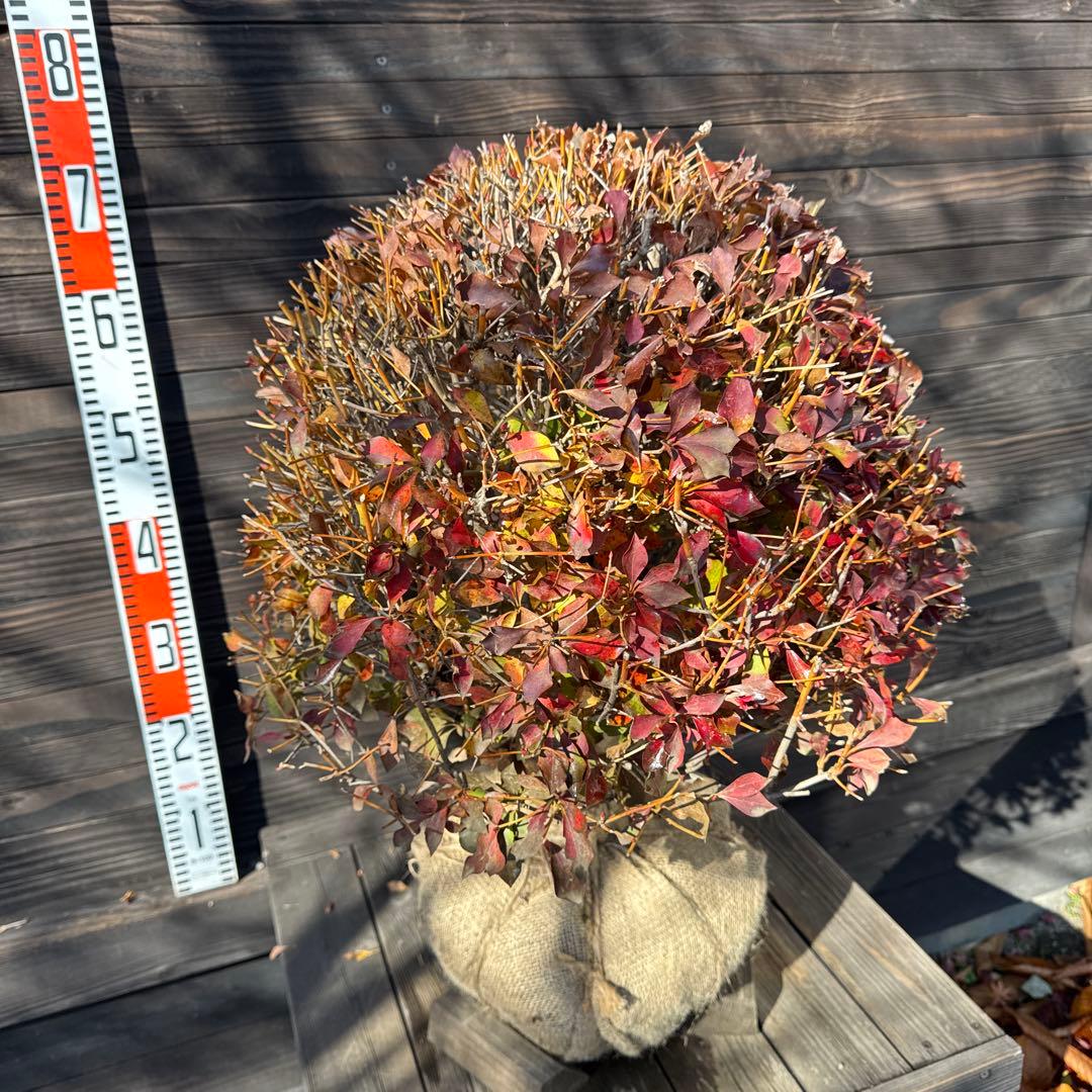 ドウダンツツジ/玉仕立て《良形株》【現品発送】管理70877