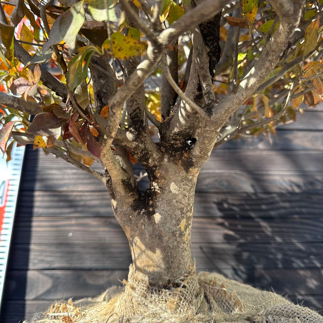 ドウダンツツジ/玉仕立て《良形株》【現品発送】管理70877