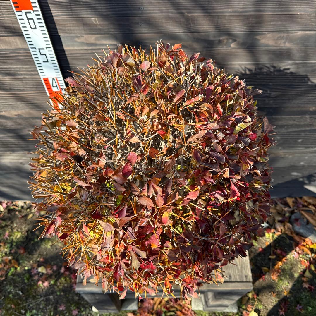 ドウダンツツジ/玉仕立て《良形株》【現品発送】管理70877