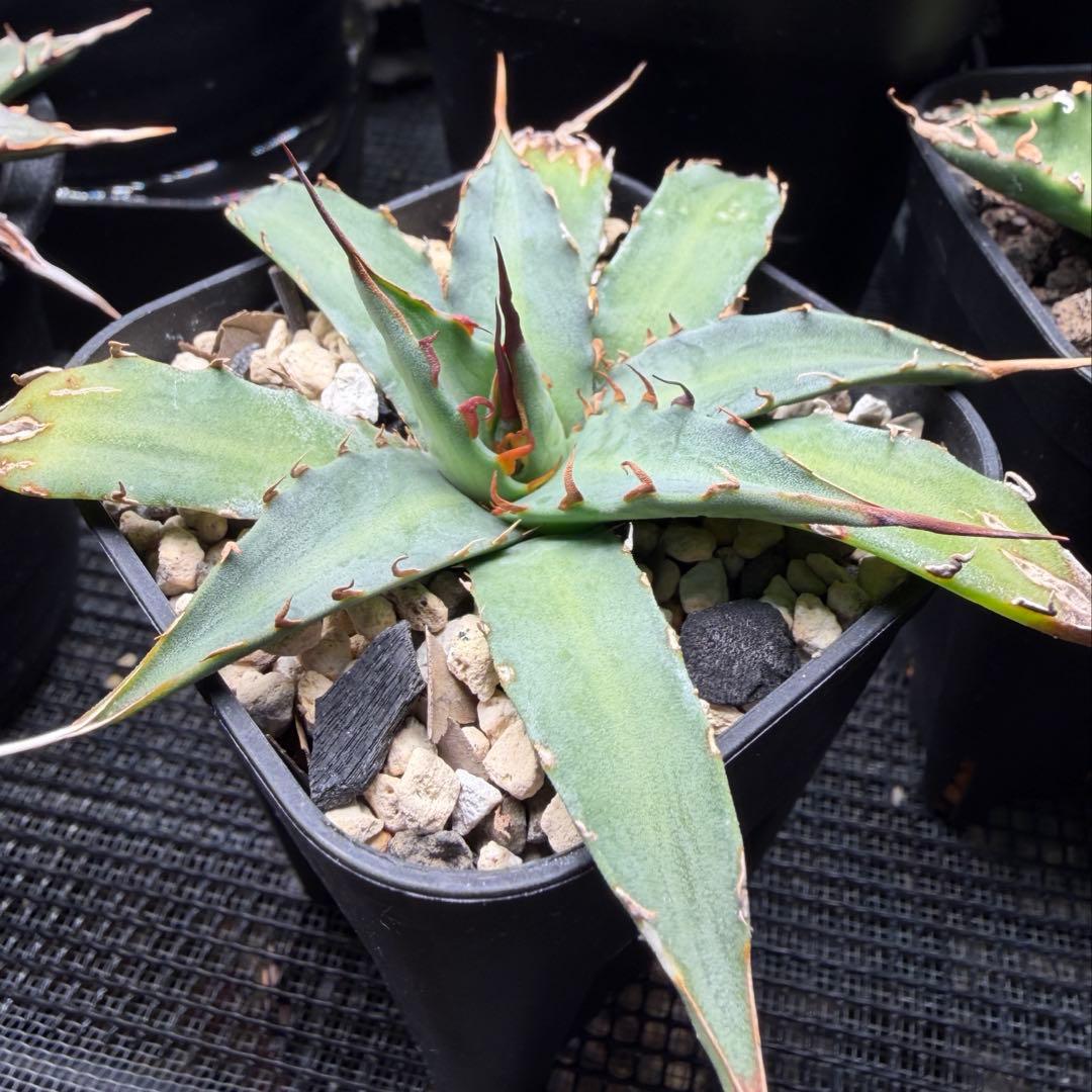 アガベ ハイブリッド キシロナカンサ × ネバデンシス - メルカリ
