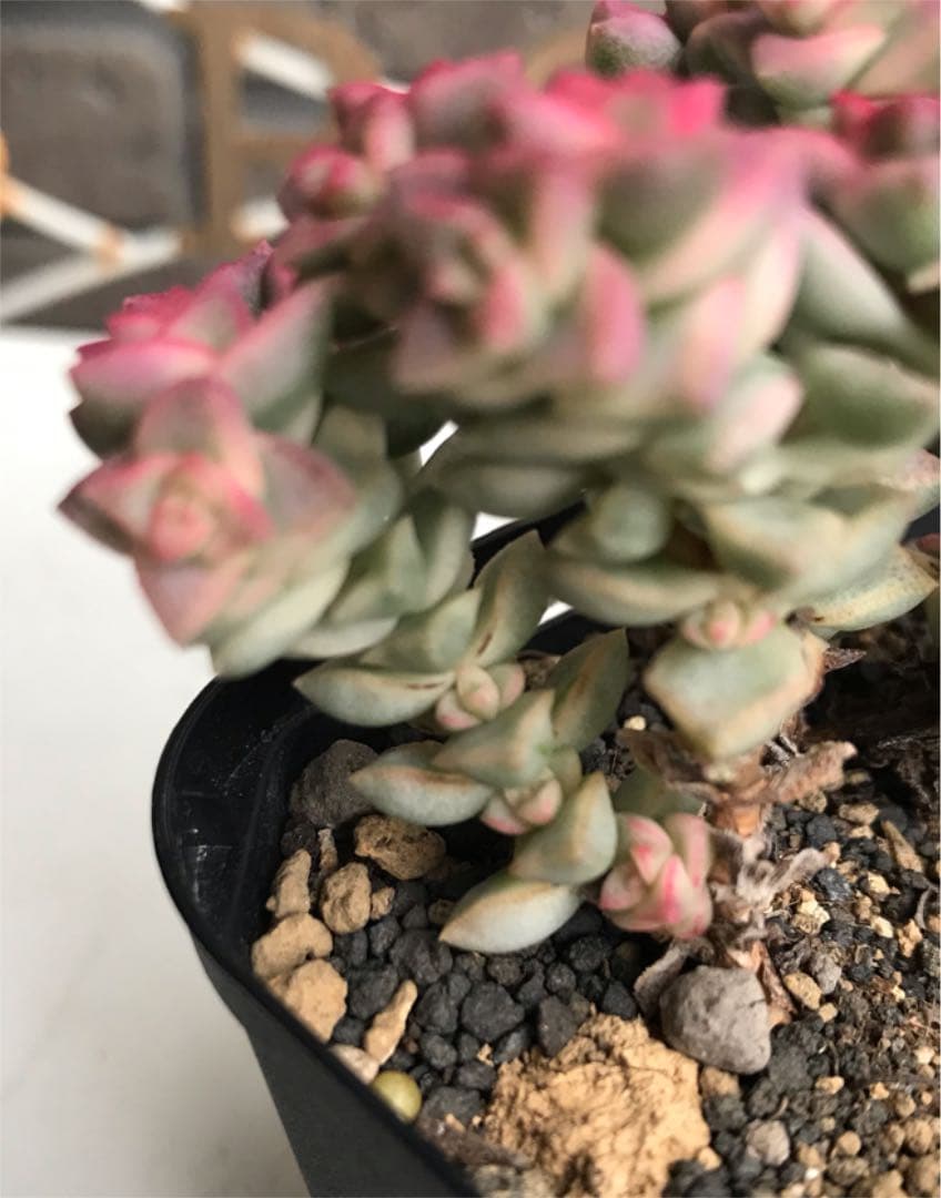 ★★めっちゃピンク❤️★パステル★抜き苗★子吹き中♪♪★多肉植物★★