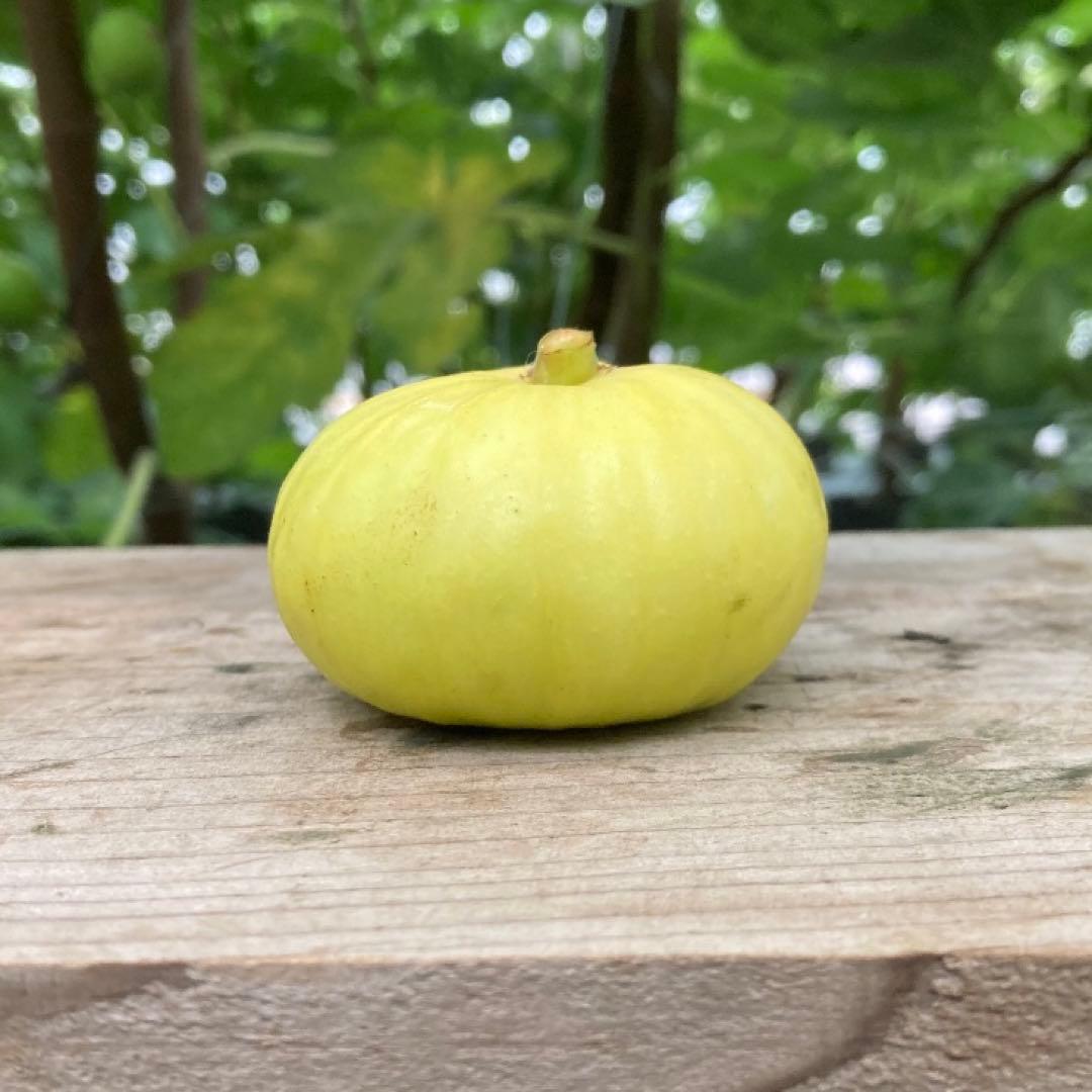 Panino パニーノ 穂木 イチジク - メルカリ