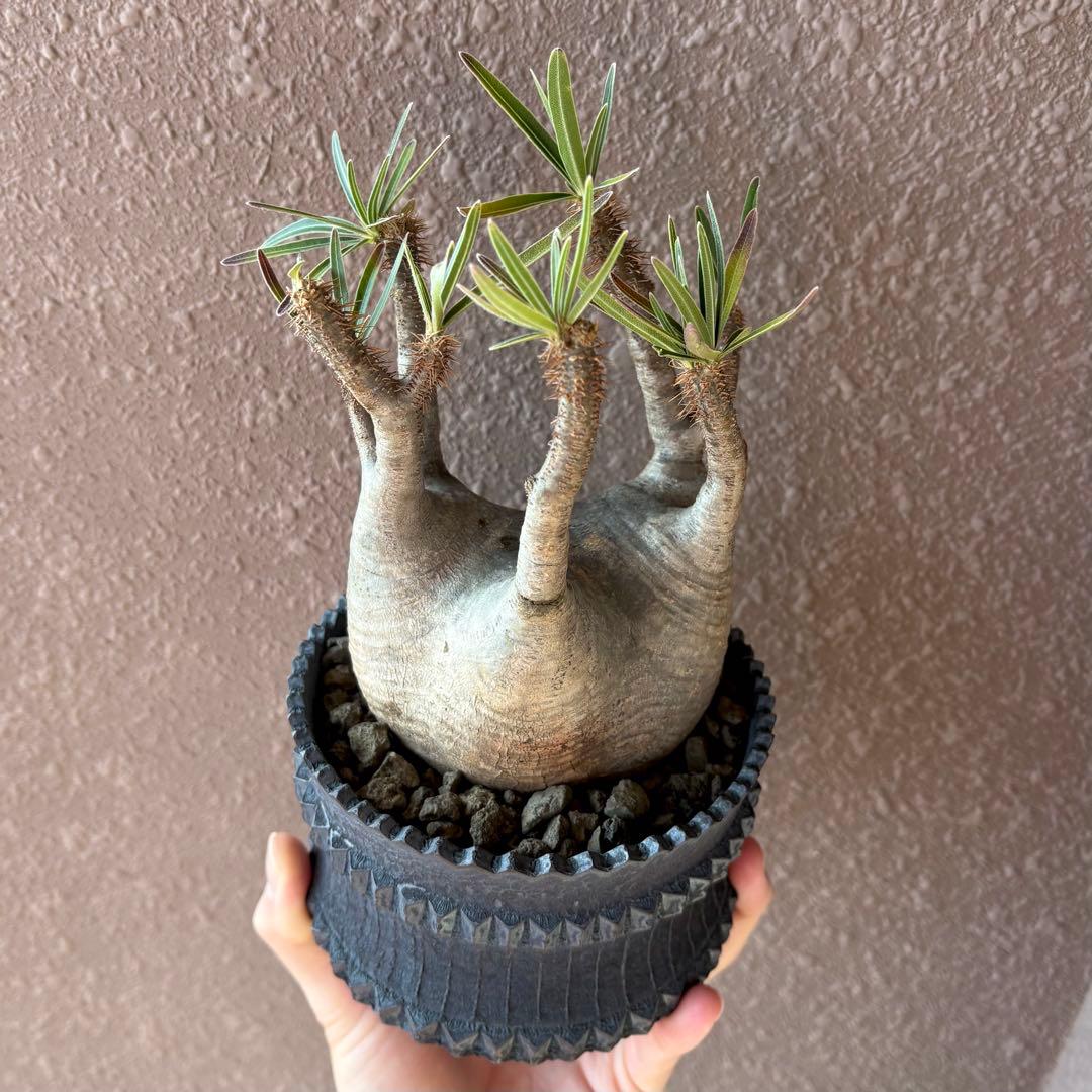 【コレクション株】パキポディウム グラキリス 現地球