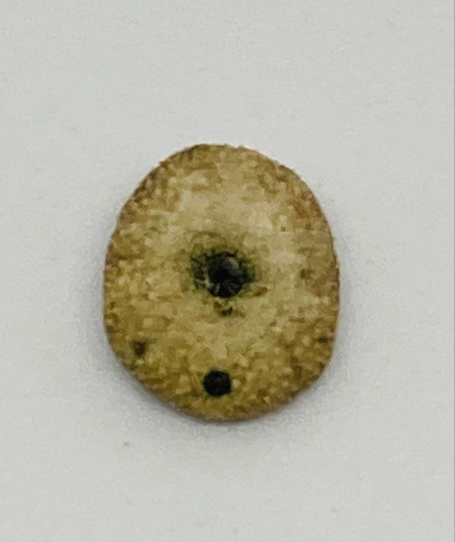 超極小タコノマクラ 棘皮動物 ウニ カシパン たこのまくら