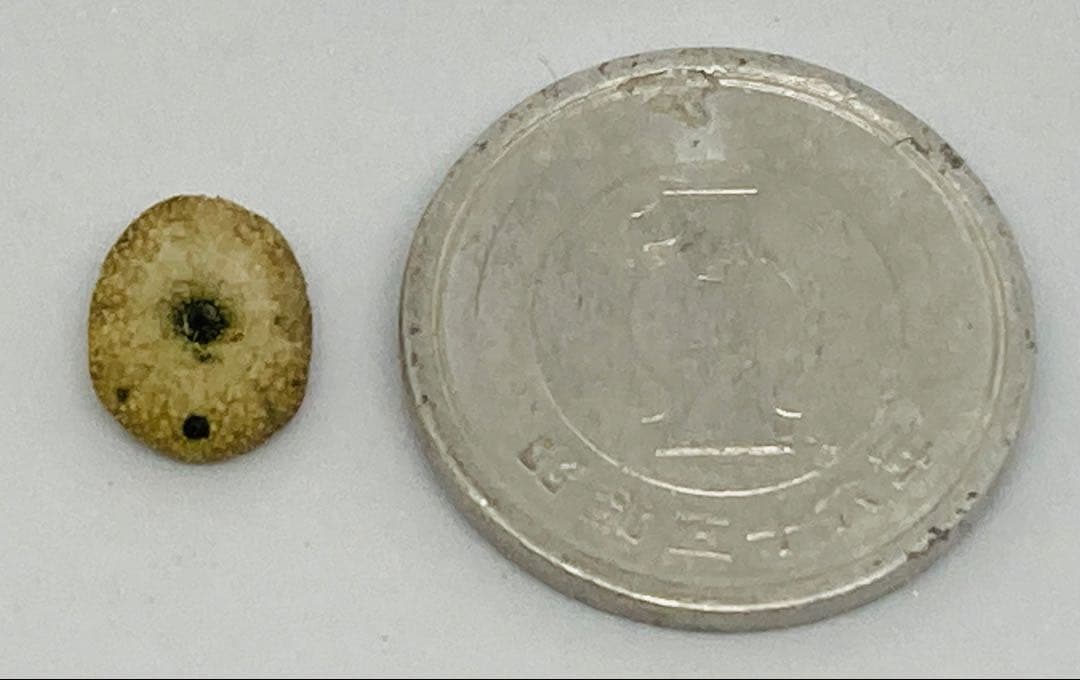 超極小タコノマクラ 棘皮動物 ウニ カシパン たこのまくら