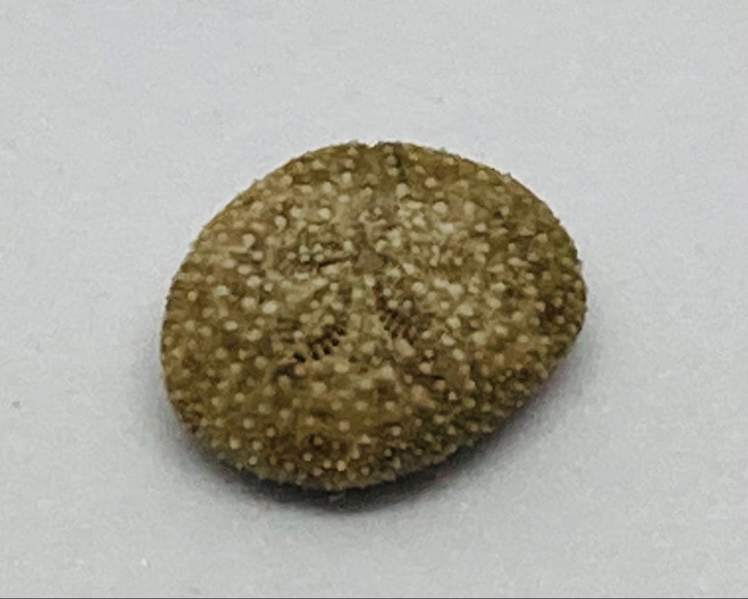 超極小タコノマクラ 棘皮動物 ウニ カシパン たこのまくら