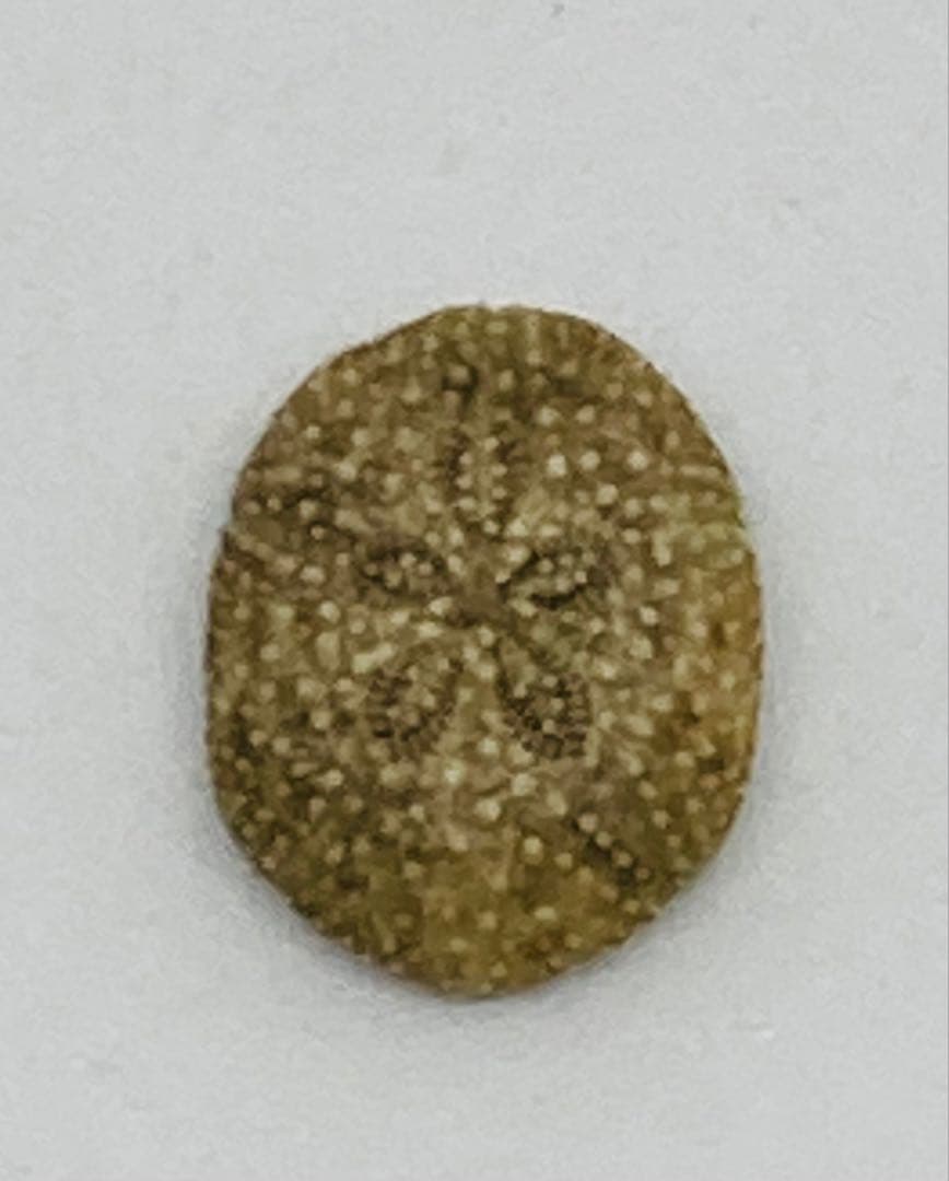 超極小タコノマクラ 棘皮動物 ウニ カシパン たこのまくら