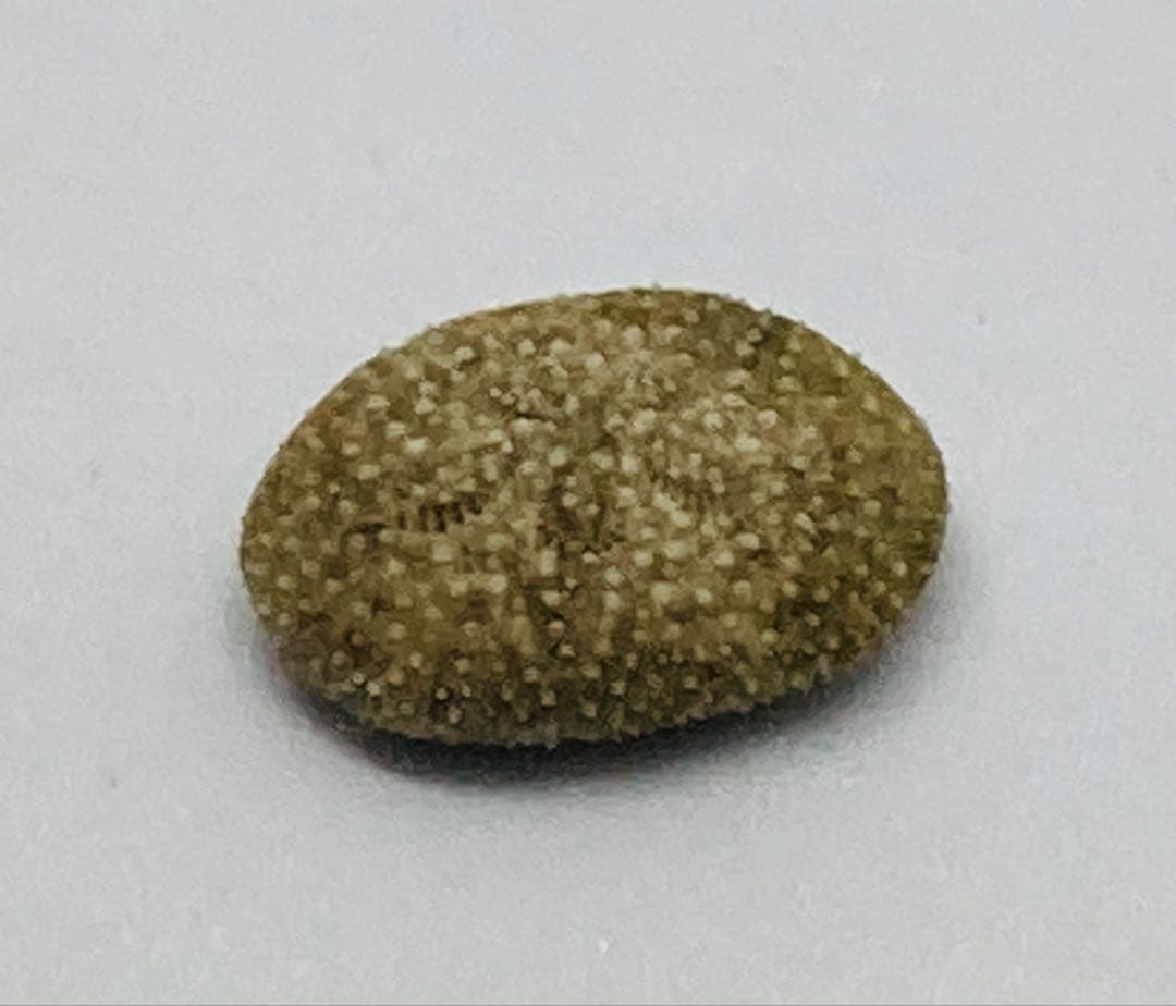 超極小タコノマクラ 棘皮動物 ウニ カシパン たこのまくら