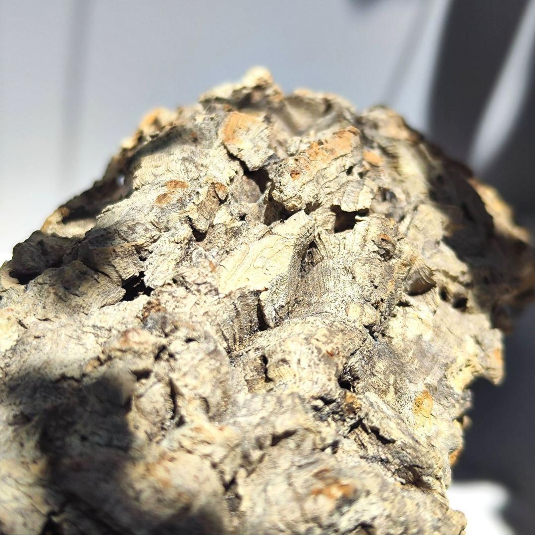 W582 ポルトガル産 キャノンコルク コルク樹皮 コルク板 バージン