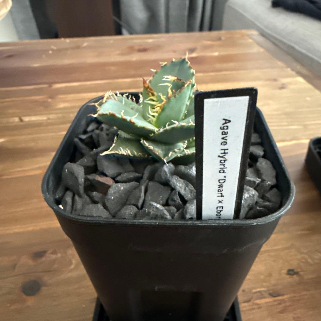 ハイブリッド　アガベ　ドワーフ×エボリスピナ