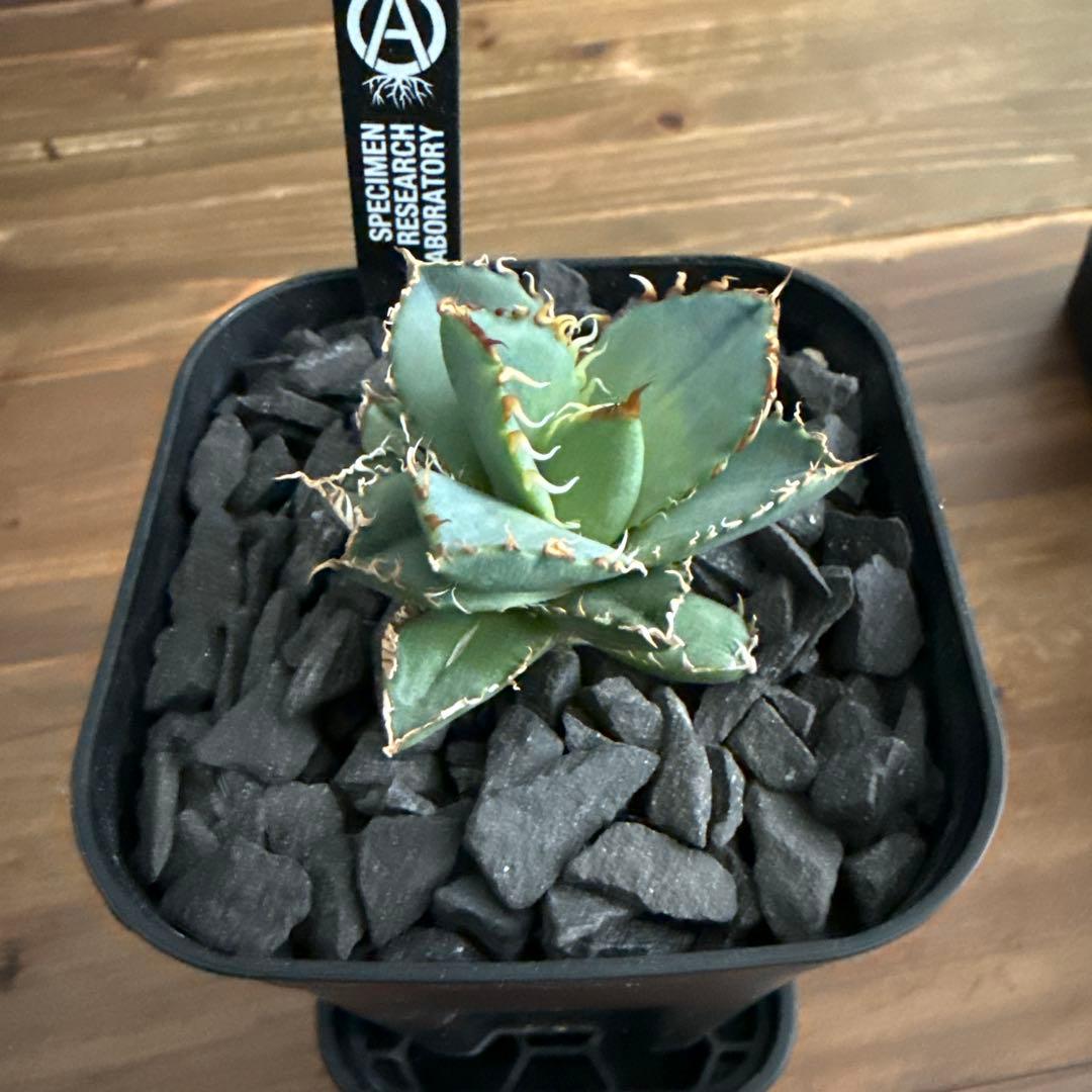 ハイブリッド　アガベ　ドワーフ×エボリスピナ