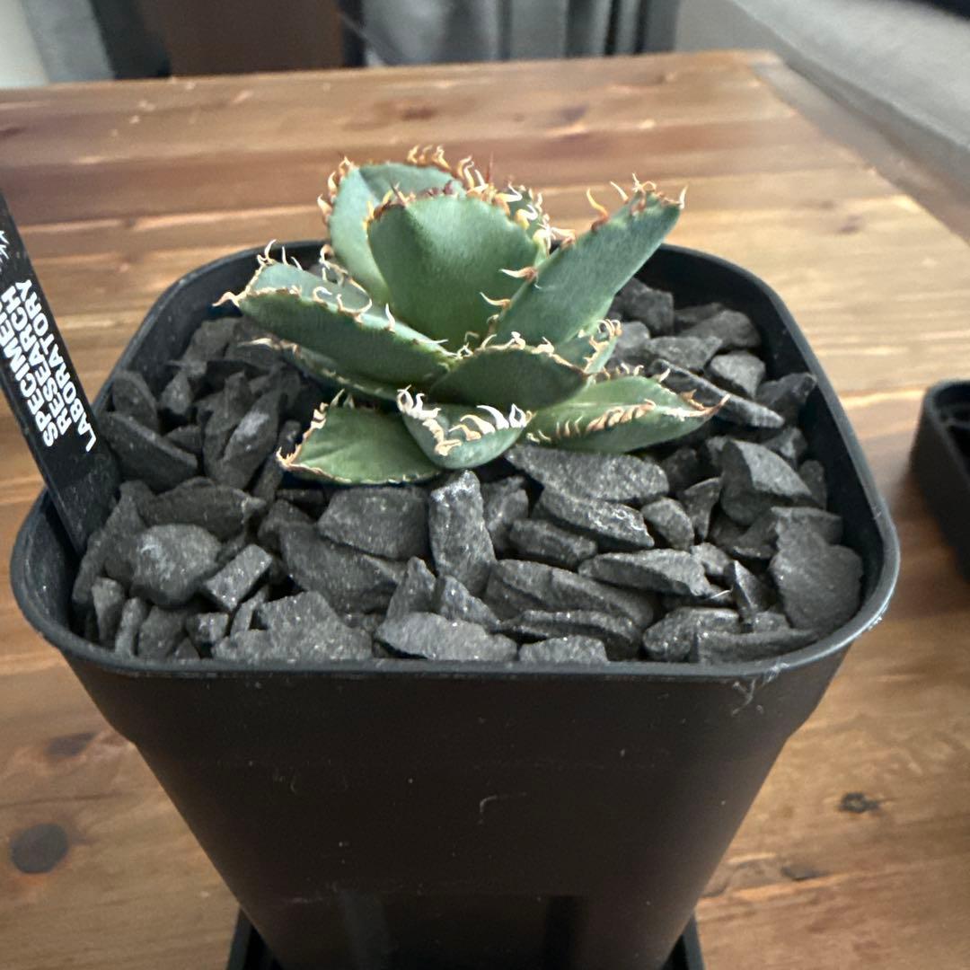 ハイブリッド　アガベ　ドワーフ×エボリスピナ