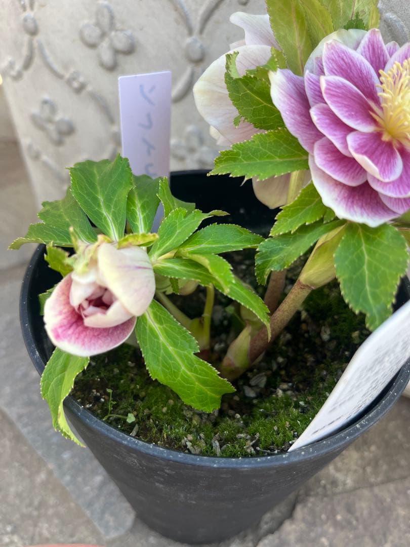 クリスマスローズ 広瀬園芸 ソレイユ - メルカリ