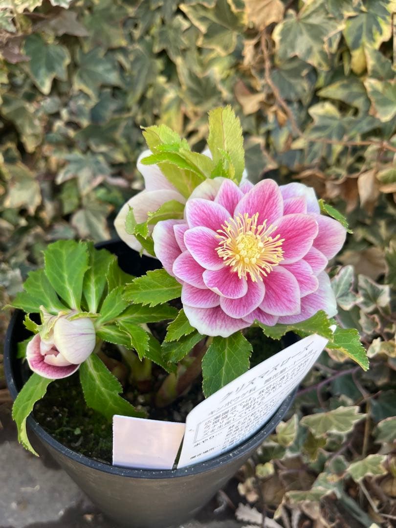 クリスマスローズ 広瀬園芸 ソレイユ - メルカリ