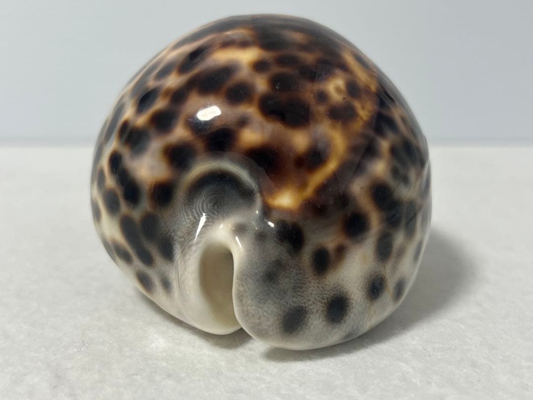 ホシタカラガイ　貝殻