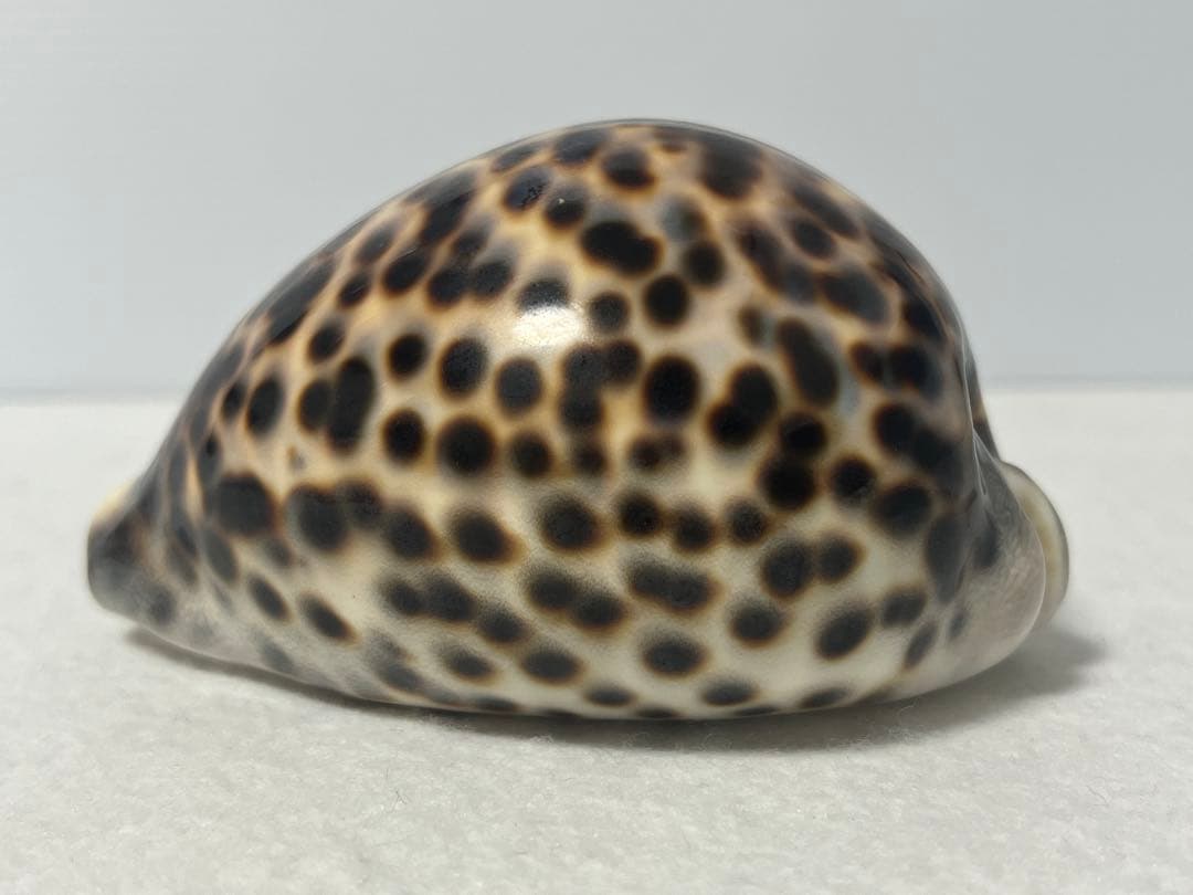 ホシタカラガイ　貝殻