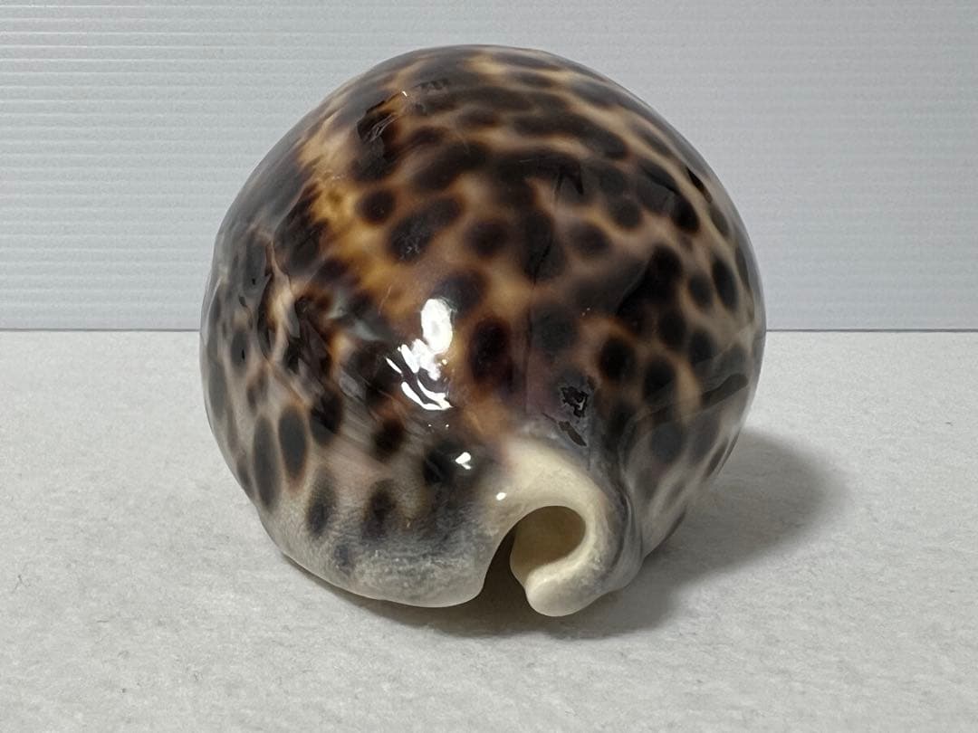 ホシタカラガイ　貝殻