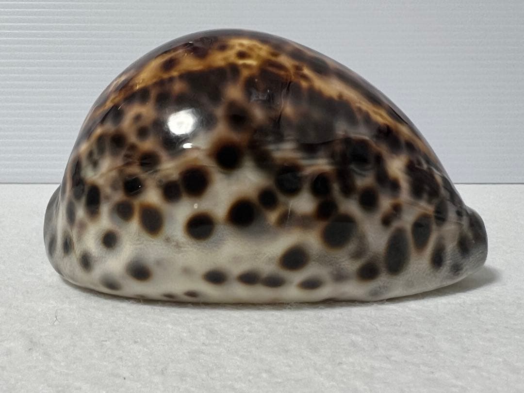 ホシタカラガイ　貝殻