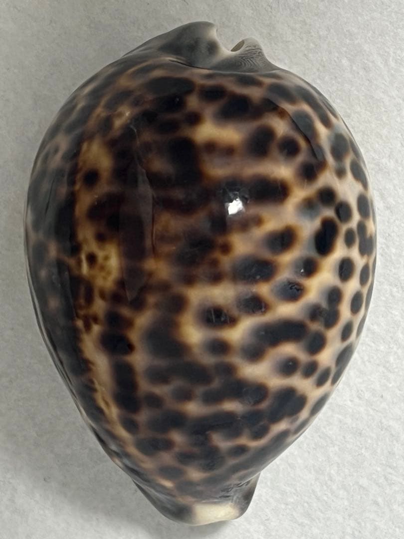 ホシタカラガイ　貝殻