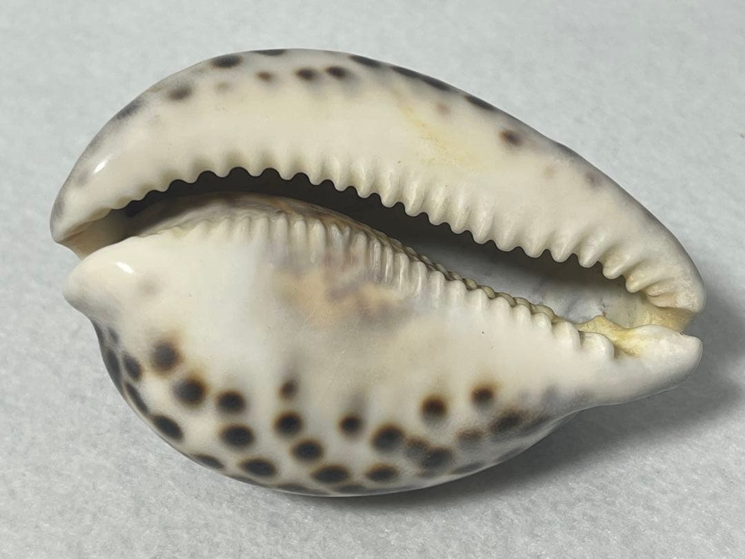 ホシタカラガイ　貝殻