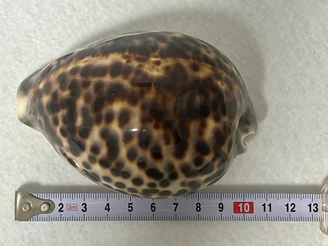 ホシタカラガイ　貝殻