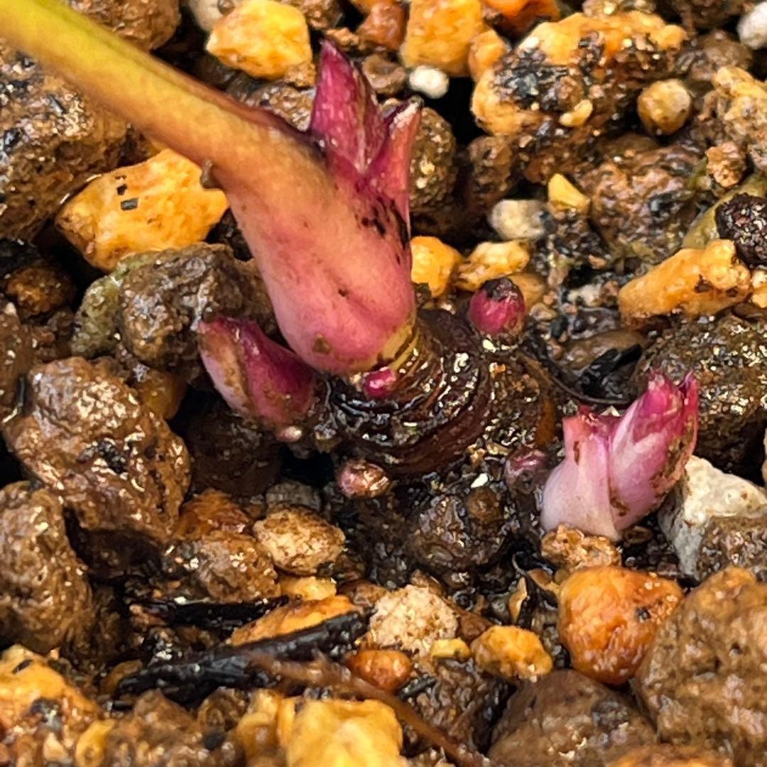 め*ん様 ❤️根充実❤️⭐️超⭐️沢山新芽❤️764⭐️極上 ⭐️極上発色⭐️芳