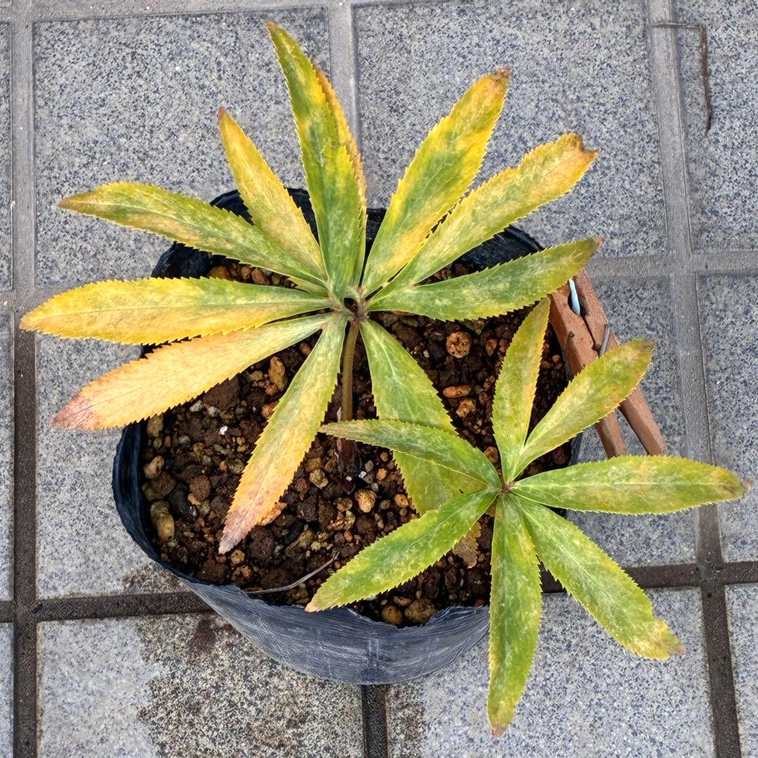 め*ん様 ❤️根充実❤️⭐️超⭐️沢山新芽❤️764⭐️極上 ⭐️極上発色⭐️芳