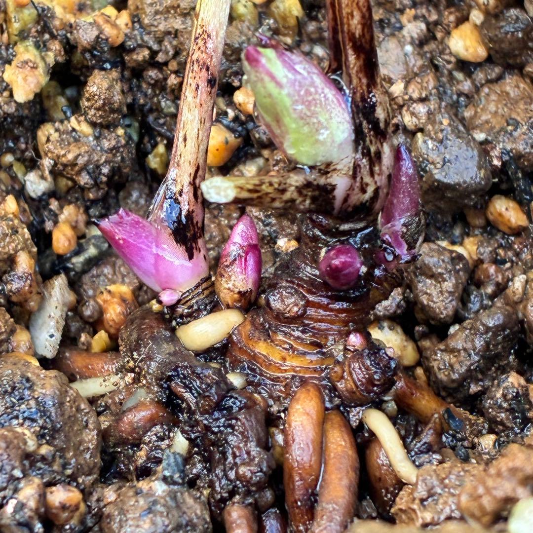 め*ん様 ❤️根充実❤️⭐️超⭐️沢山新芽❤️764⭐️極上 ⭐️極上発色⭐️芳