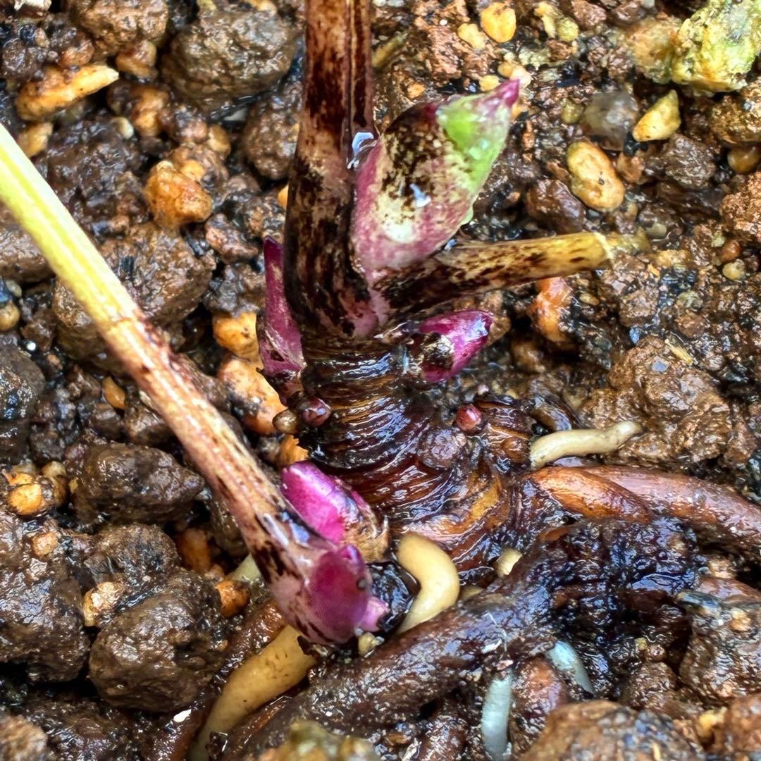 め*ん様 ❤️根充実❤️⭐️超⭐️沢山新芽❤️764⭐️極上 ⭐️極上発色⭐️芳