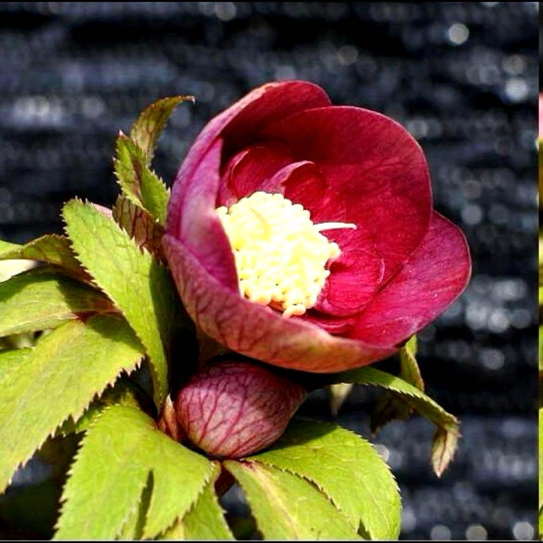 め*ん様 ❤️根充実❤️⭐️超⭐️沢山新芽❤️764⭐️極上 ⭐️極上発色⭐️芳