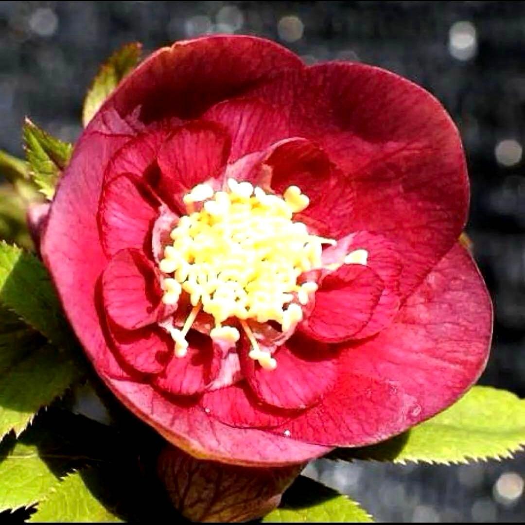 め*ん様 ❤️根充実❤️⭐️超⭐️沢山新芽❤️764⭐️極上 ⭐️極上発色⭐️芳