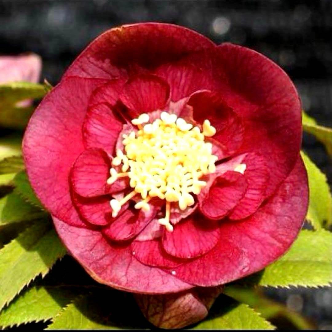 め*ん様 ❤️根充実❤️⭐️超⭐️沢山新芽❤️764⭐️極上 ⭐️極上発色⭐️芳