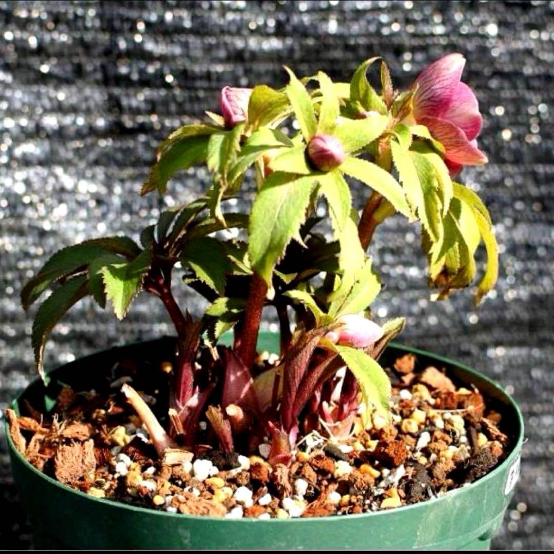 め*ん様 ❤️根充実❤️⭐️超⭐️沢山新芽❤️764⭐️極上 ⭐️極上発色⭐️芳