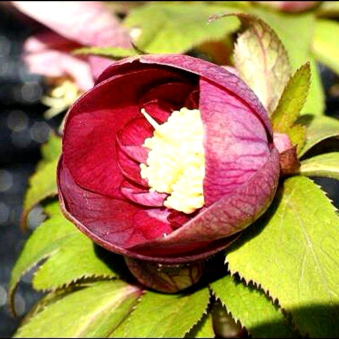 め*ん様 ❤️根充実❤️⭐️超⭐️沢山新芽❤️764⭐️極上 ⭐️極上発色⭐️芳