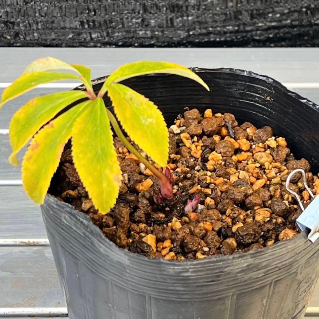 め*ん様 ❤️根充実❤️⭐️超⭐️沢山新芽❤️764⭐️極上 ⭐️極上発色⭐️芳