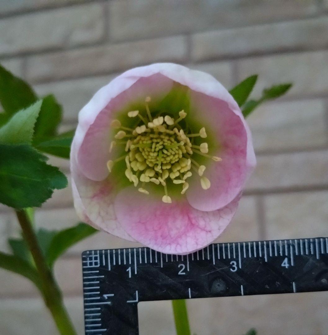 美花 】札付き パステリッシュストレイン クリスマスローズ 大和園様