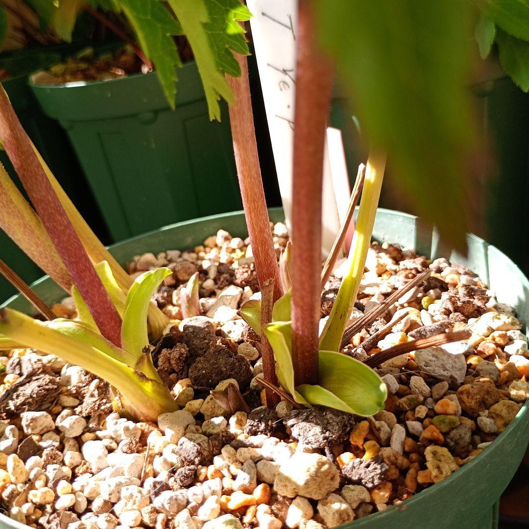 クリスマスローズ 超小輪多花性ddイエローピコティ（フレグランス交配