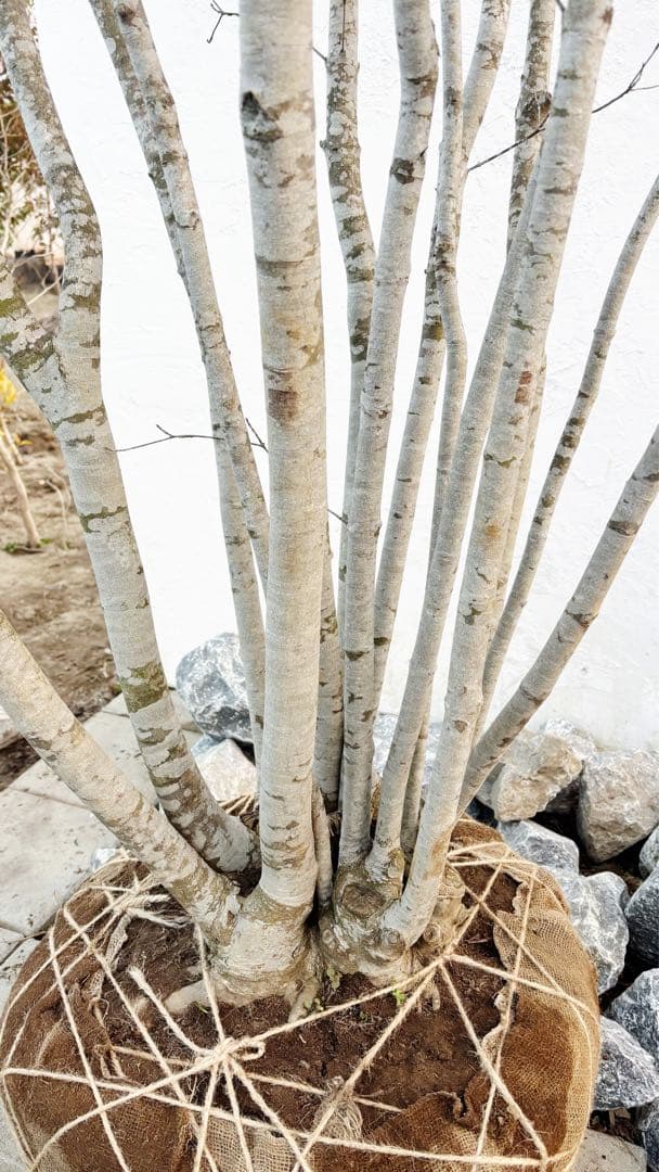 超特大。山採りヤマボウシ大株立ち4.5M(鉢底から※エリア限定自社配送商品