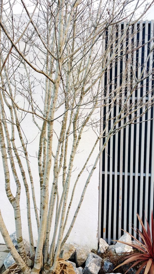 超特大。山採りヤマボウシ大株立ち4.5M(鉢底から※エリア限定自社配送商品