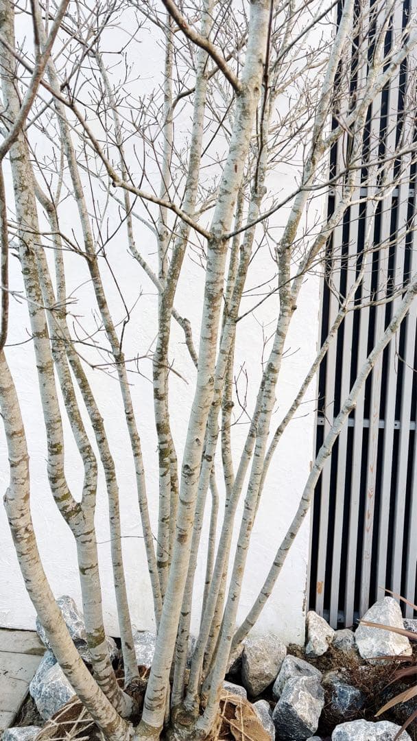 超特大。山採りヤマボウシ大株立ち4.5M(鉢底から※エリア限定自社配送商品