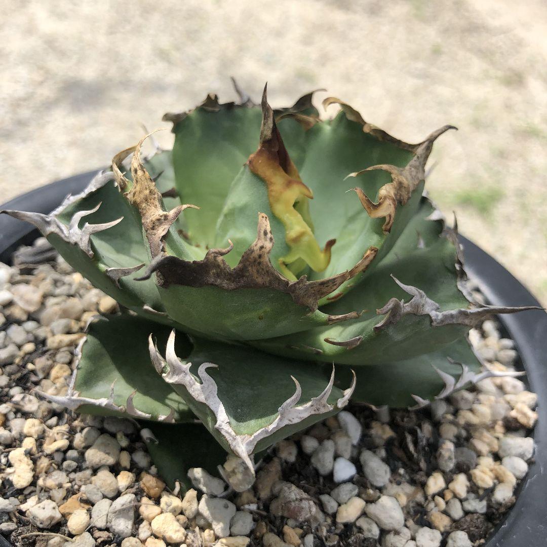 多肉植物 アガベ　チタノタ　カニ　螃蟹