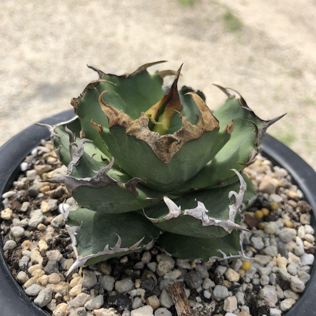 多肉植物 アガベ　チタノタ　カニ　螃蟹