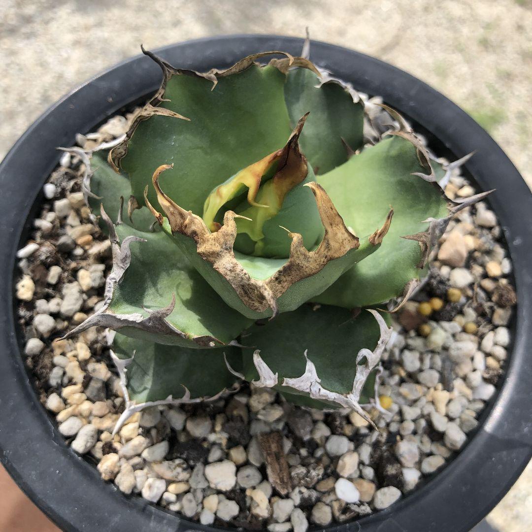 多肉植物 アガベ　チタノタ　カニ　螃蟹